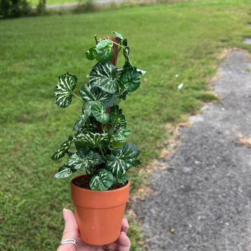 Small Greenery Trellis 